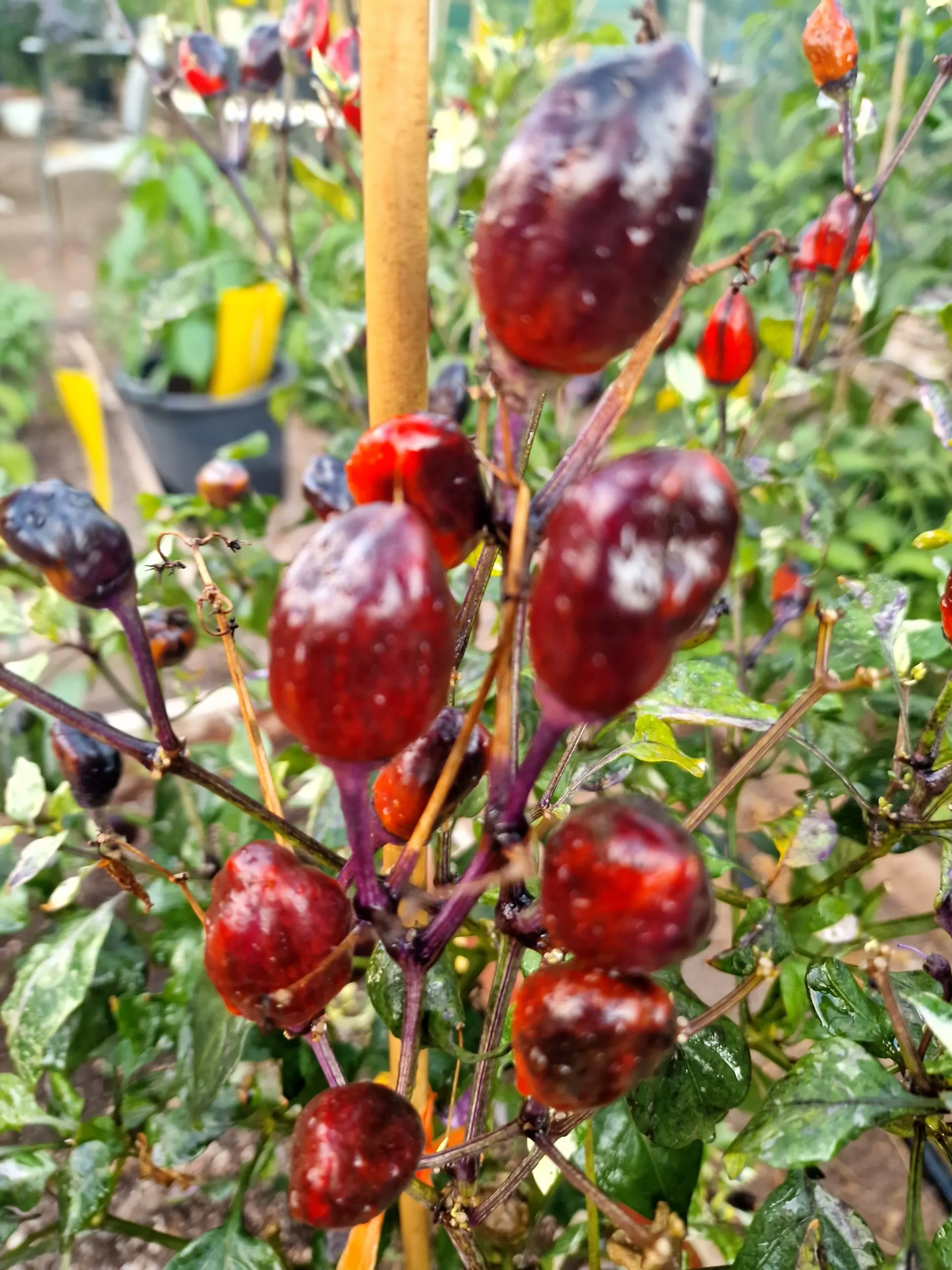 Jalapeno Big Pit X Purple Tiger Chilli Seeds - Image 18