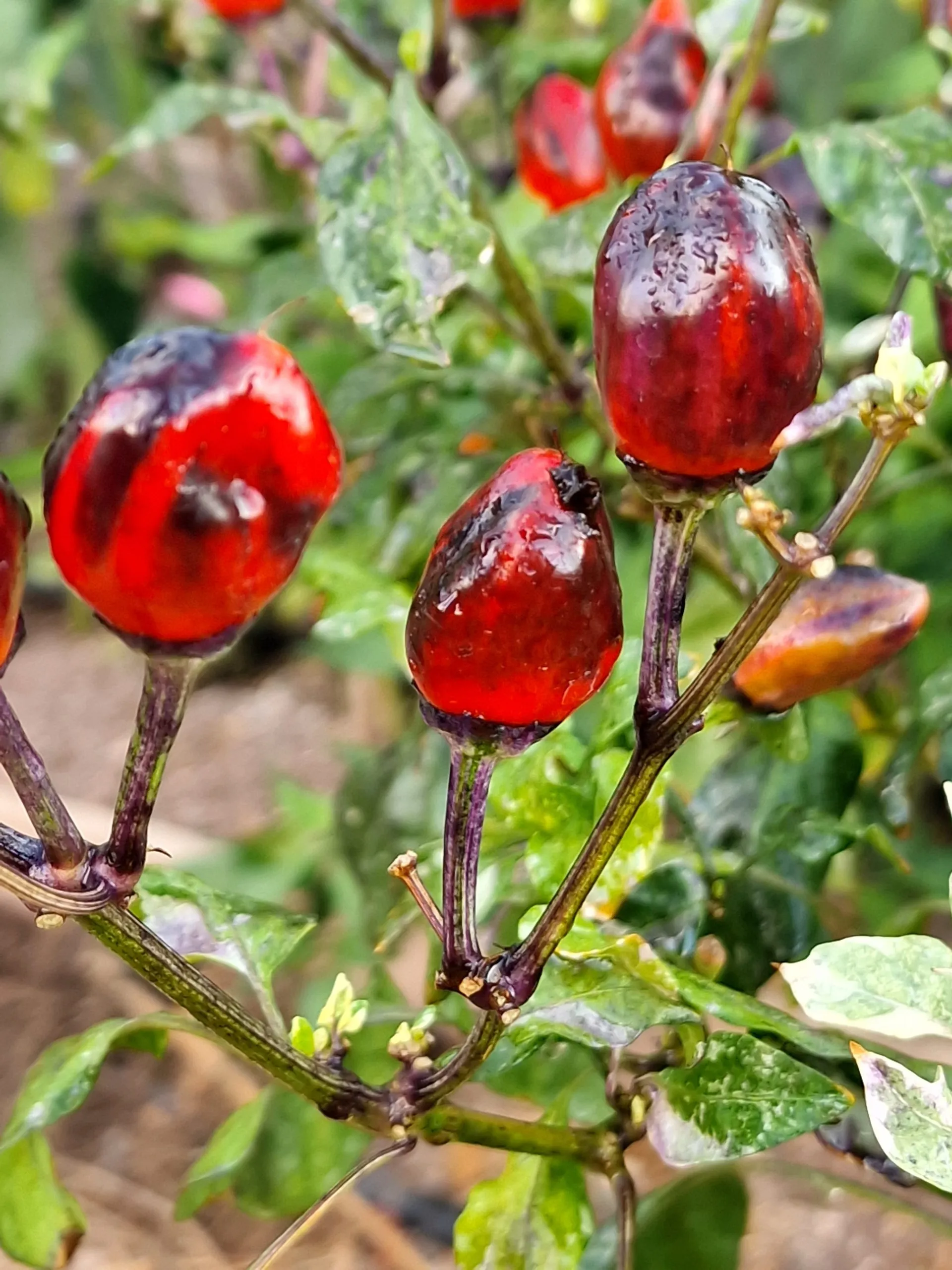 Jalapeno Big Pit X Purple Tiger Chilli Seeds - Image 17