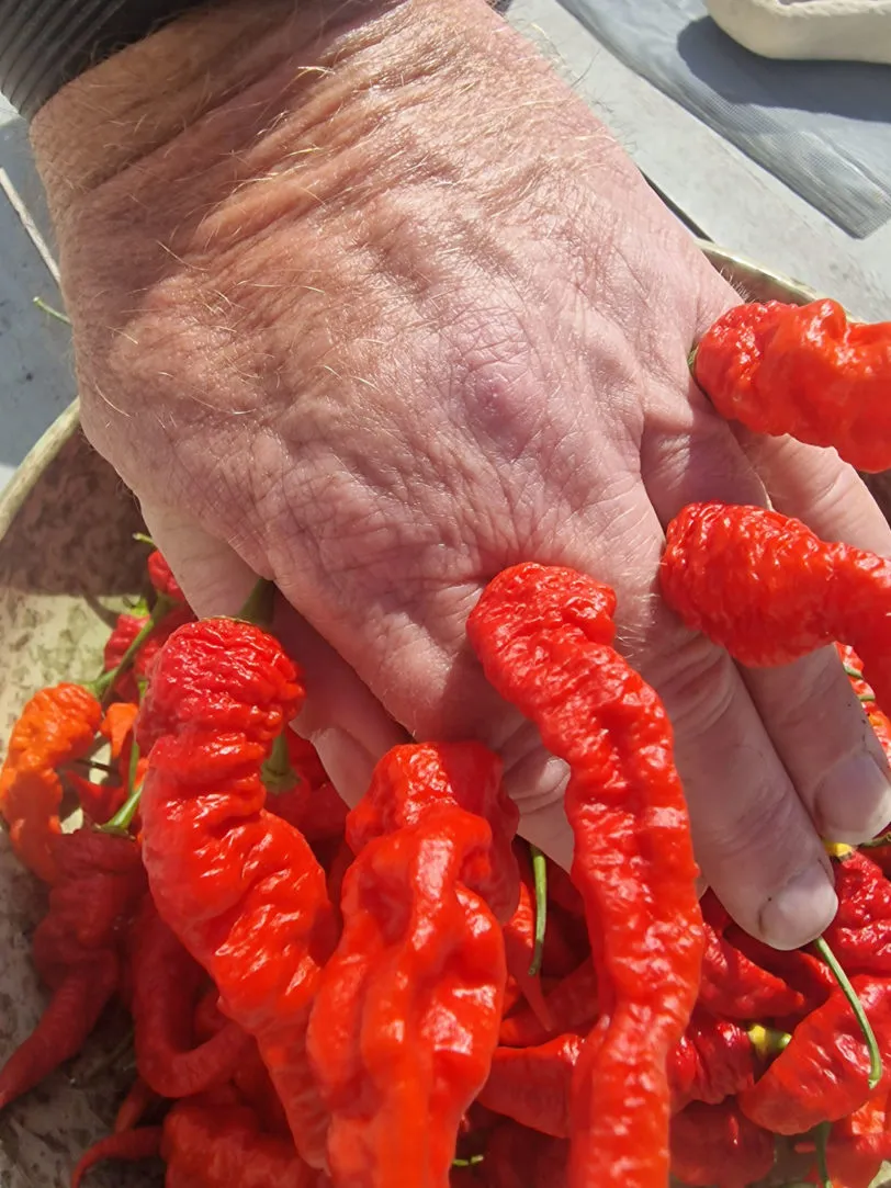 Mantis Claw Red Chilli Seeds - Image 2