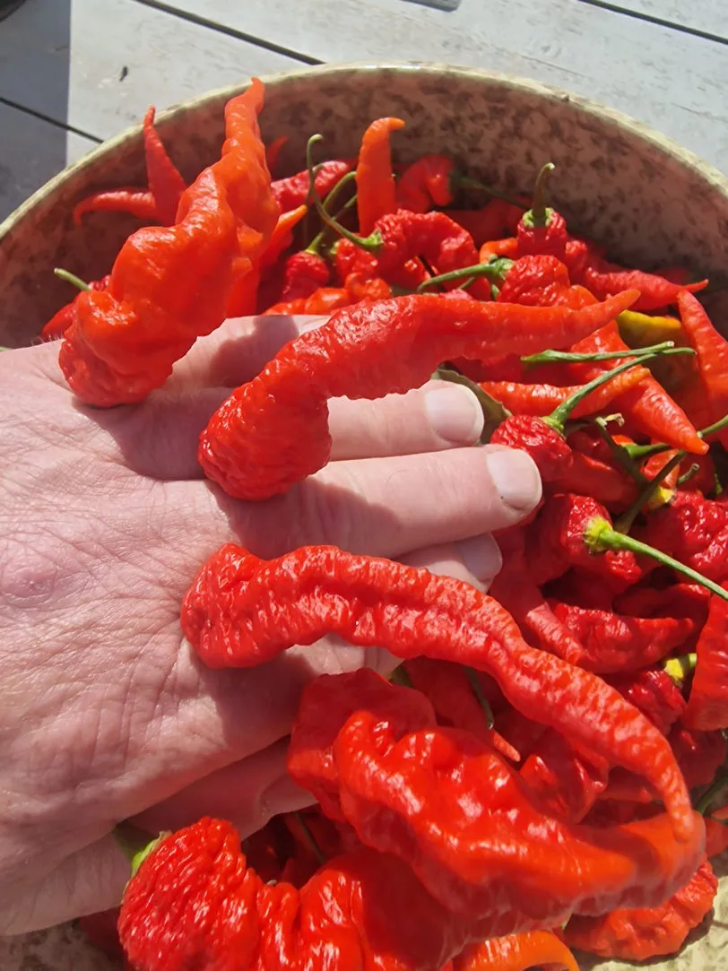 Mantis Claw Red Chilli Seeds