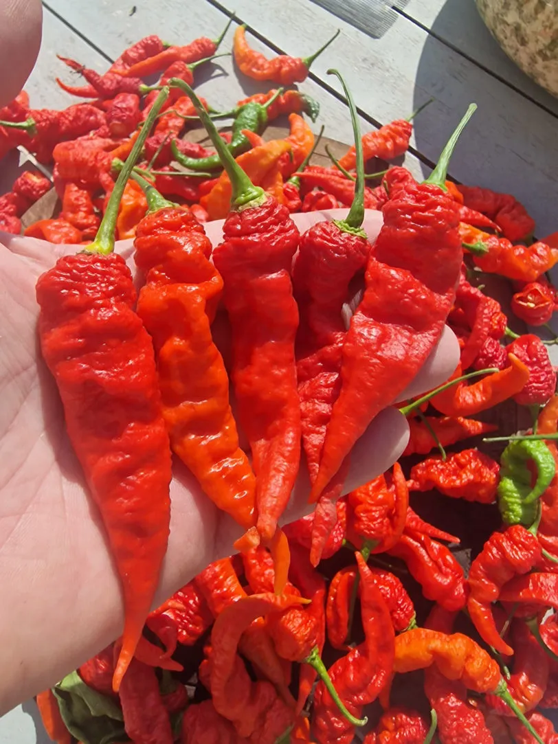 Mantis Claw Red Chilli Seeds - Image 8