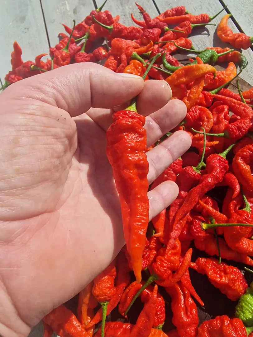 Mantis Claw Red Chilli Seeds - Image 4