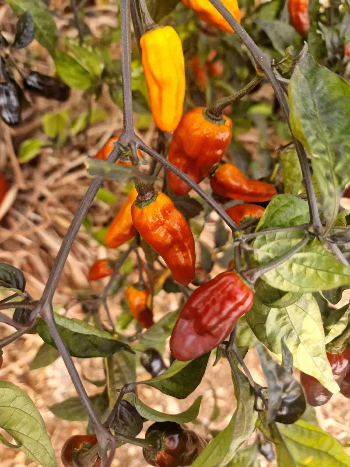 Pimenta Puma Chilli Seeds - Image 6