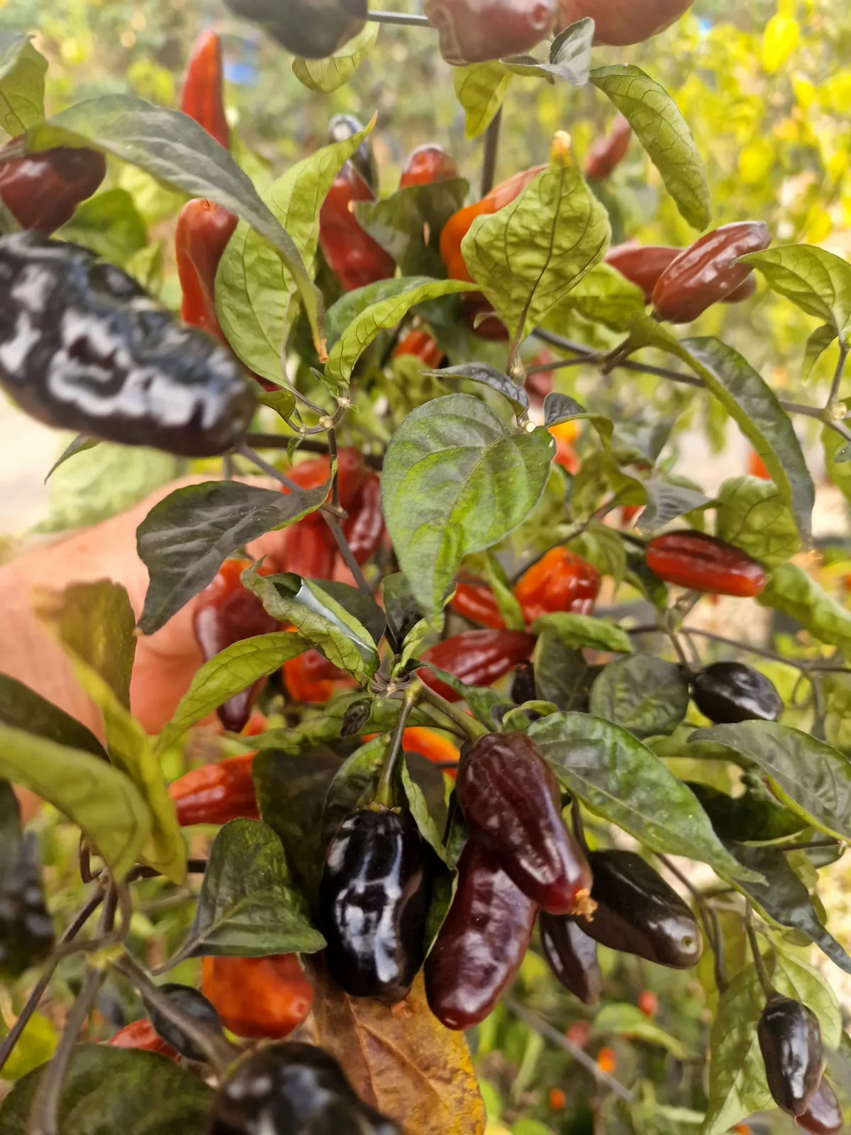 Pimenta Puma Chilli Seeds - Image 3