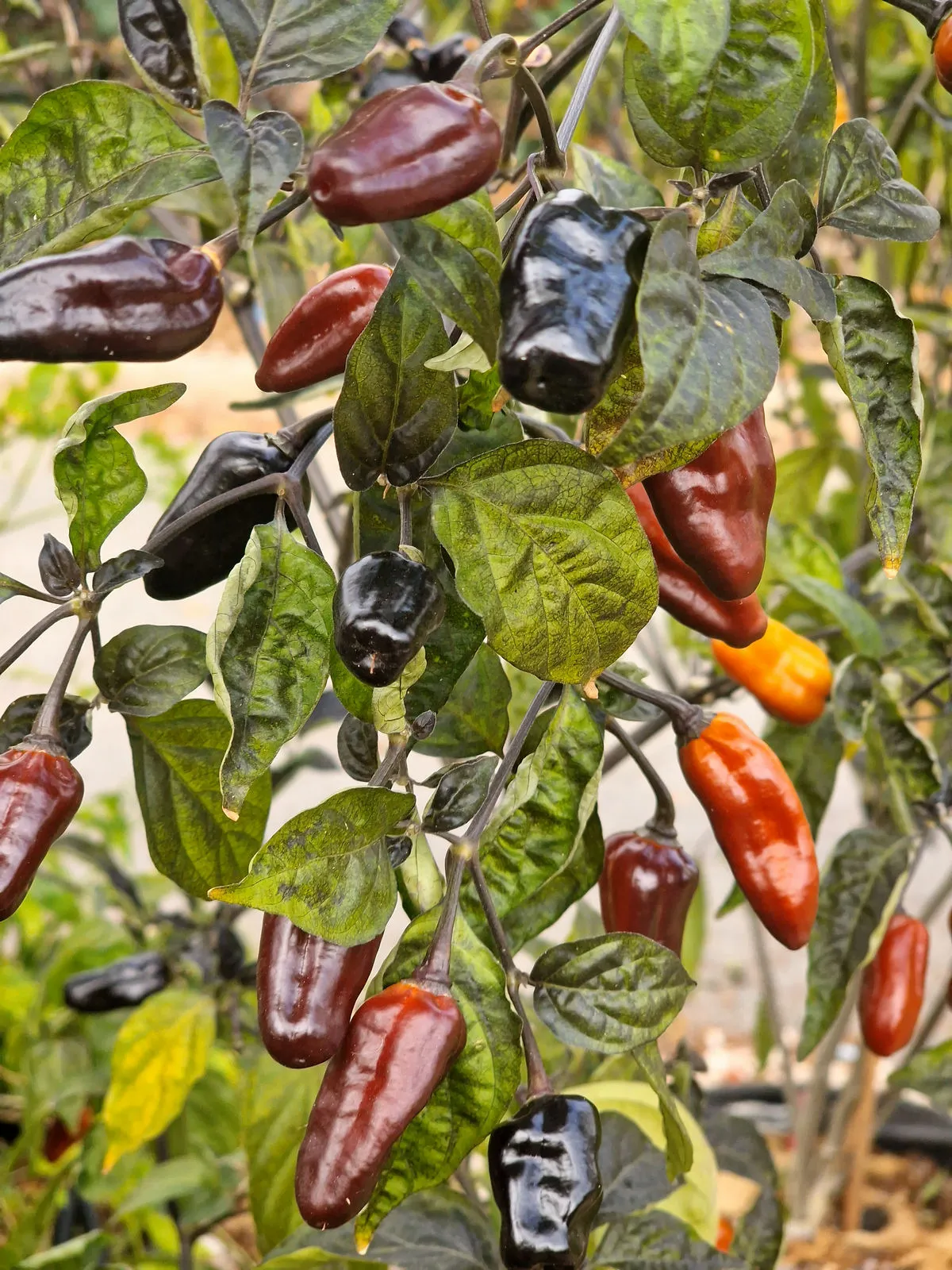 Pimenta Puma Chilli Seeds - Image 4