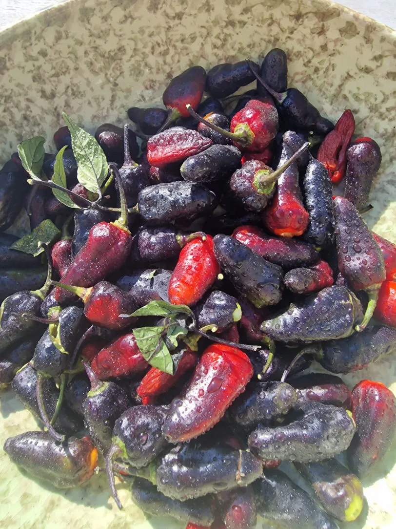Black Jes Chilli Seeds - Image 6