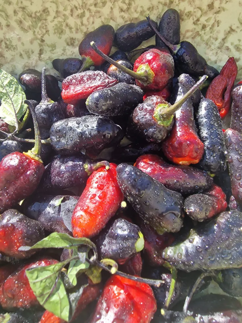 Black Jes Chilli Seeds - Image 7