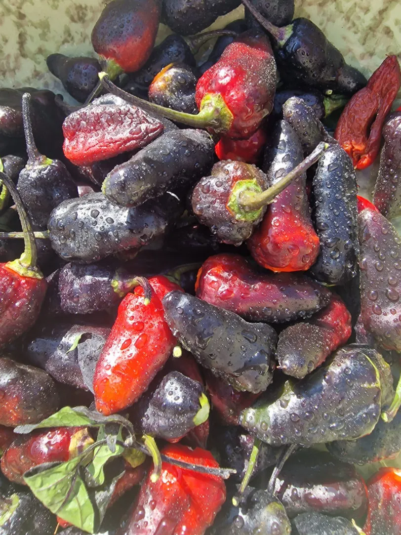 Black Jes Chilli Seeds - Image 8