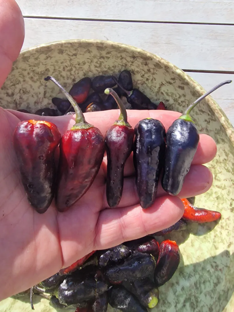 Black Jes Chilli Seeds - Image 9