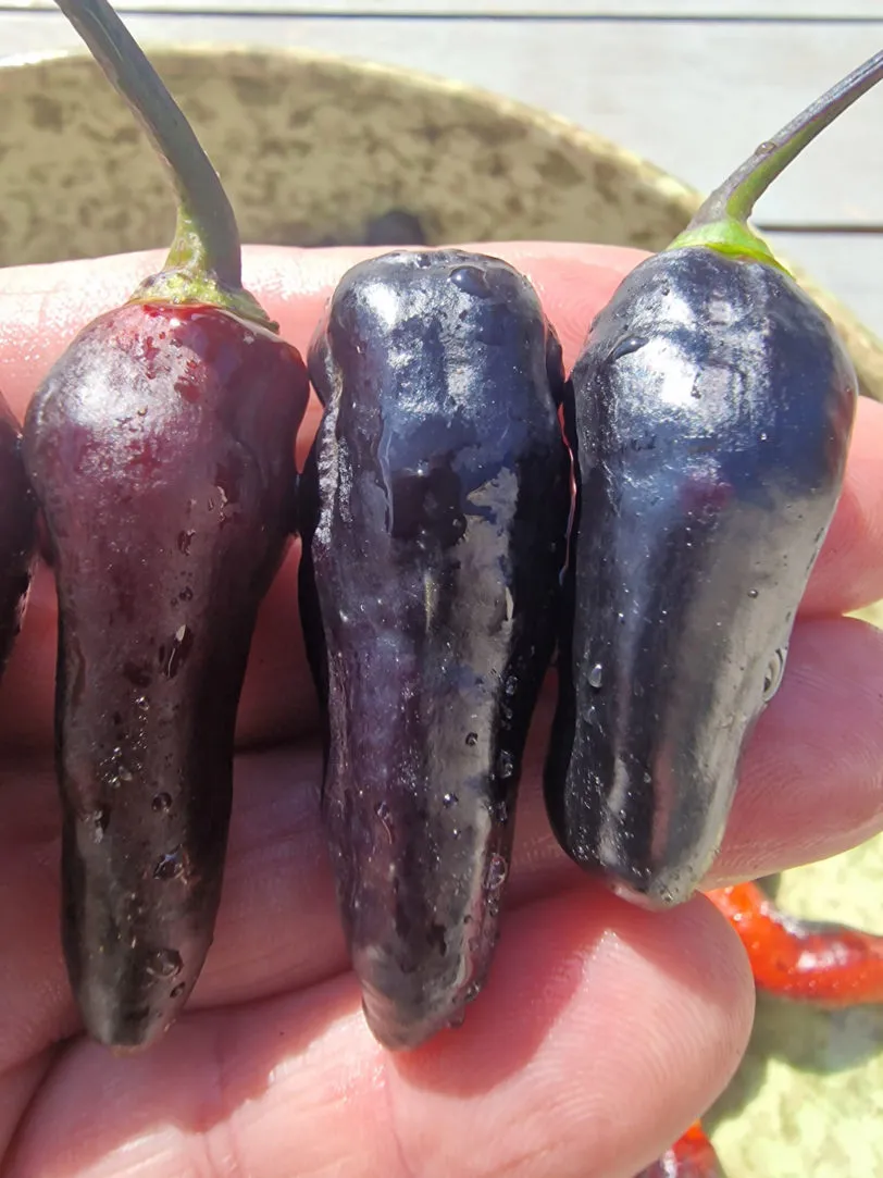 Black Jes Chilli Seeds - Image 10