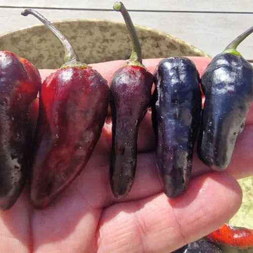 Black Jes Chilli Seeds