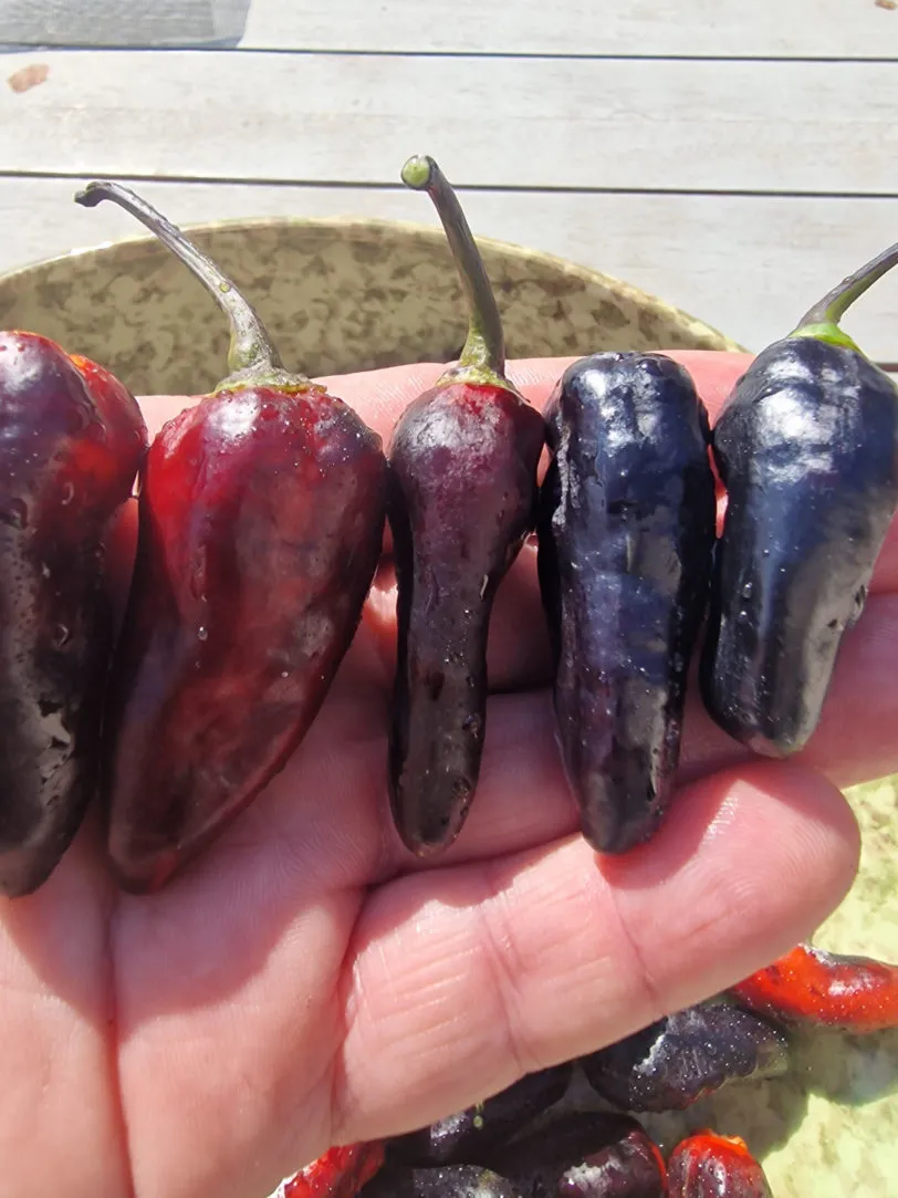 Black Jes Chilli Seeds
