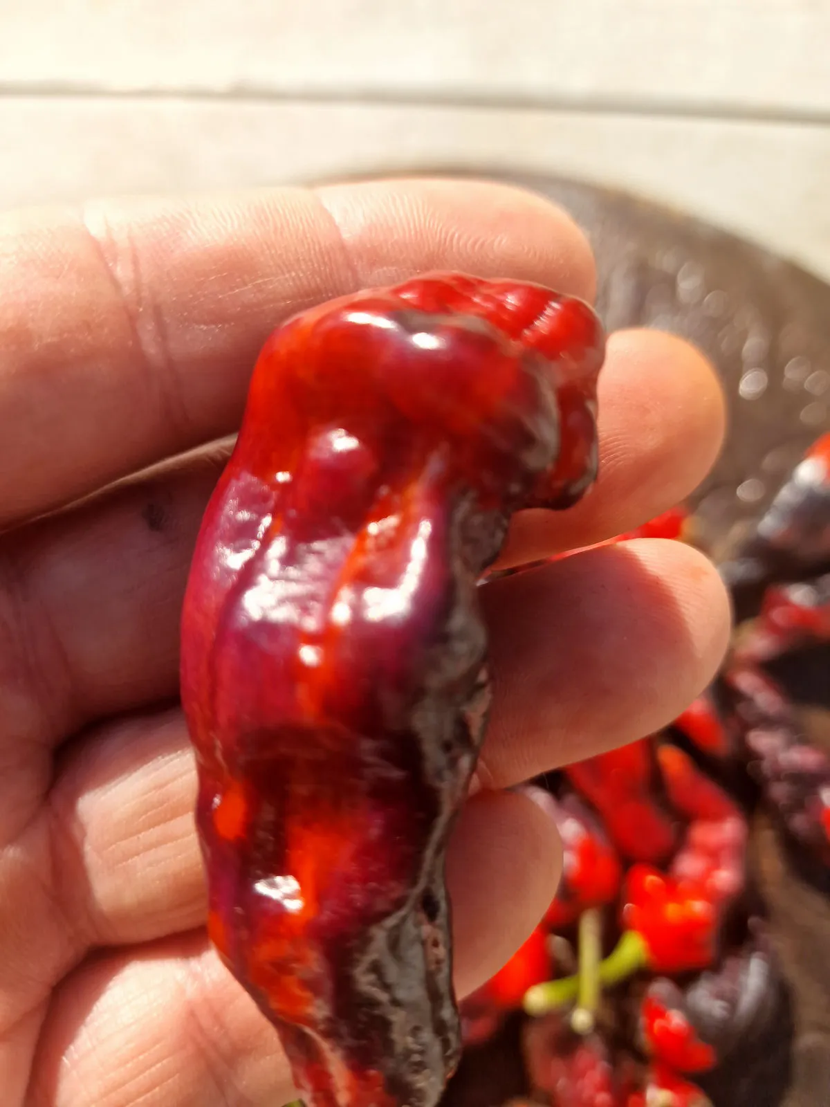 Purple Pinger Red Chilli Seeds - Image 7