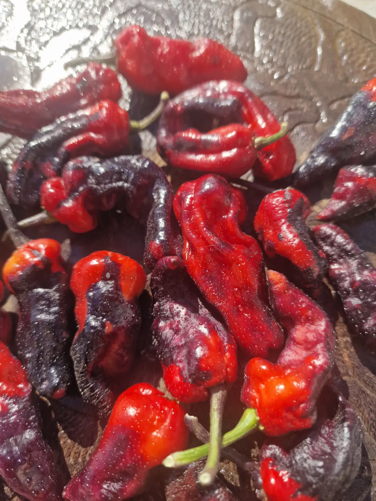 Purple Pinger Red Chilli Seeds - Image 15