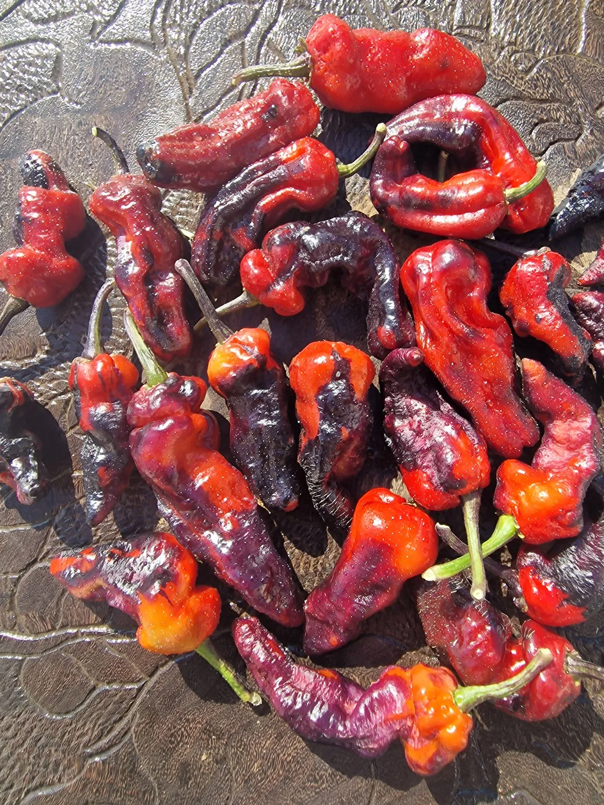 Purple Pinger Red Chilli Seeds - Image 6
