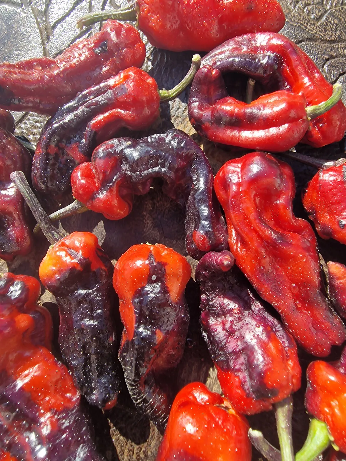 Purple Pinger Red Chilli Seeds - Image 2
