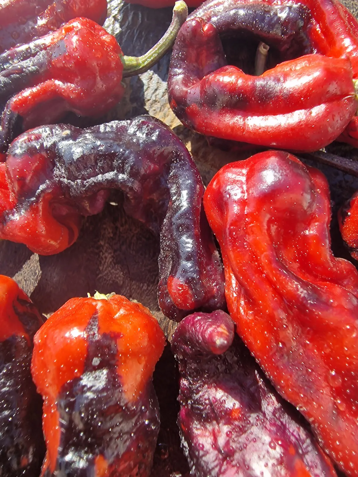 Purple Pinger Red Chilli Seeds - Image 12
