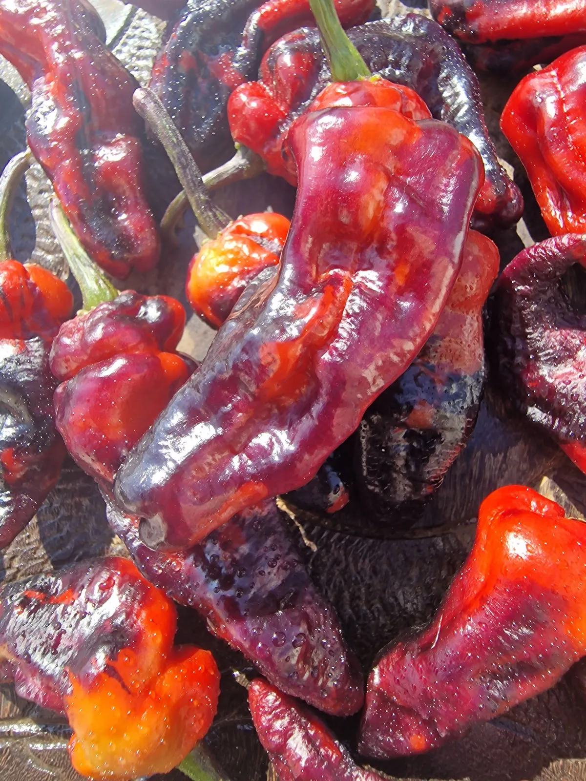Purple Pinger Red Chilli Seeds - Image 3