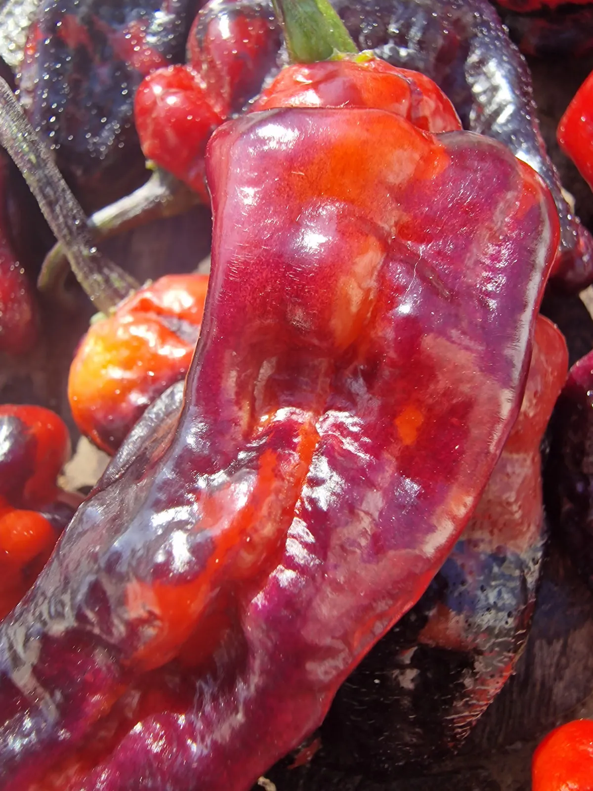Purple Pinger Red Chilli Seeds - Image 13