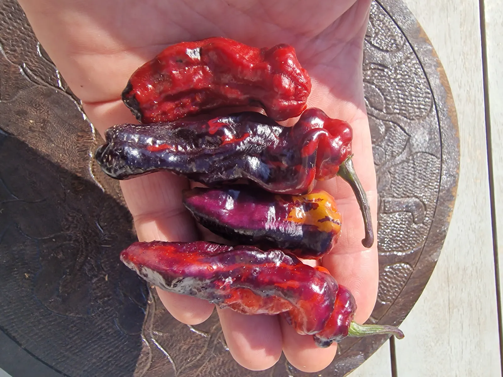 Purple Pinger Red Chilli Seeds - Image 14