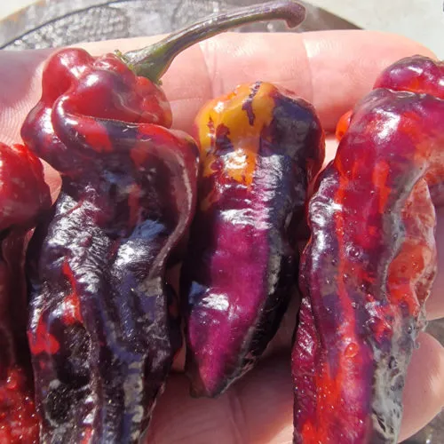 Purple Pinger Red Chilli Seeds