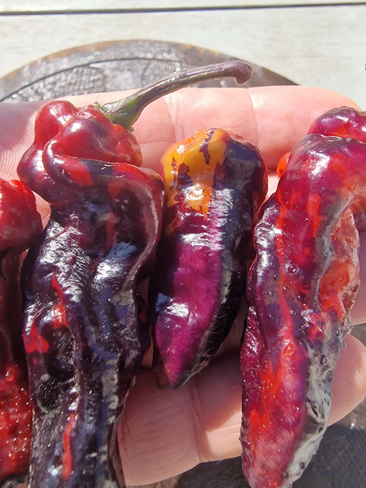 Purple Pinger Red Chilli Seeds