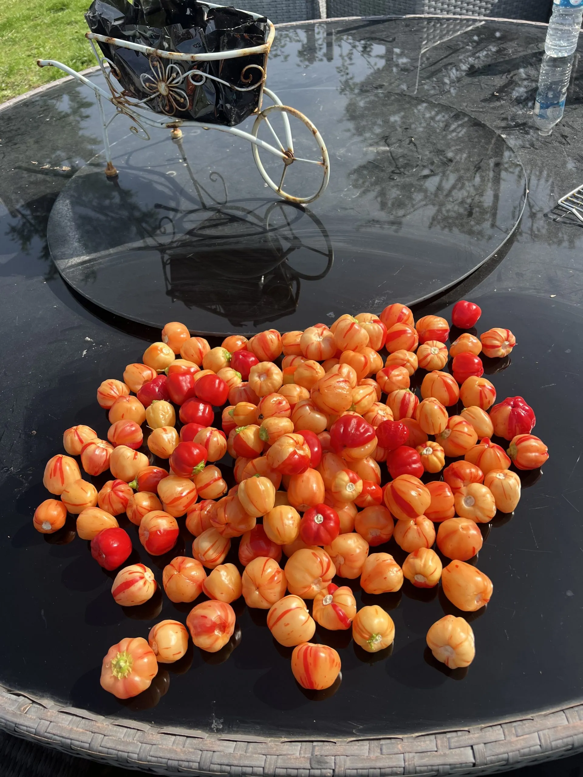 Peppa Peach Stripey Chilli Seeds - Image 2