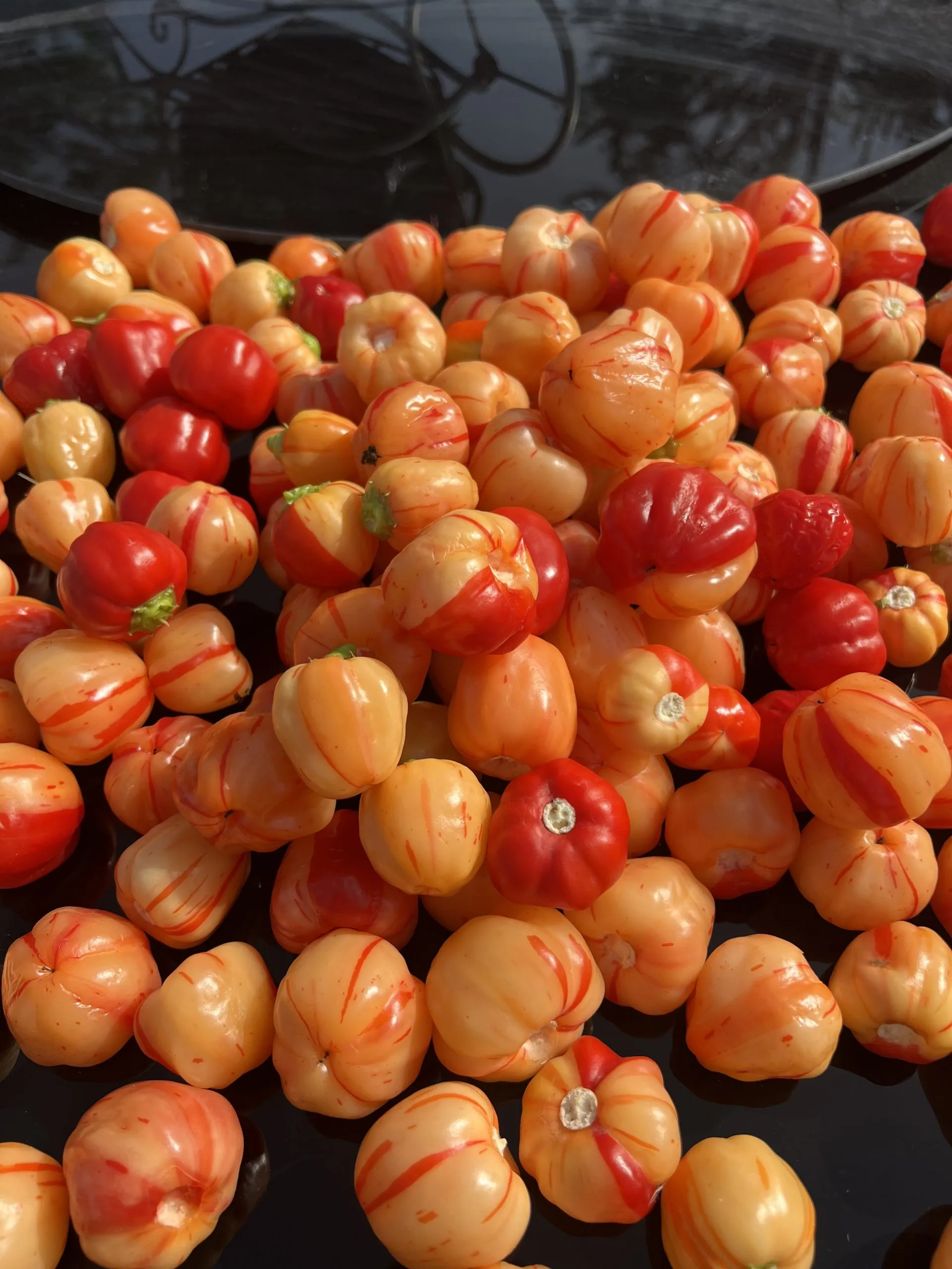 Peppa Peach Stripey Chilli Seeds - Image 9