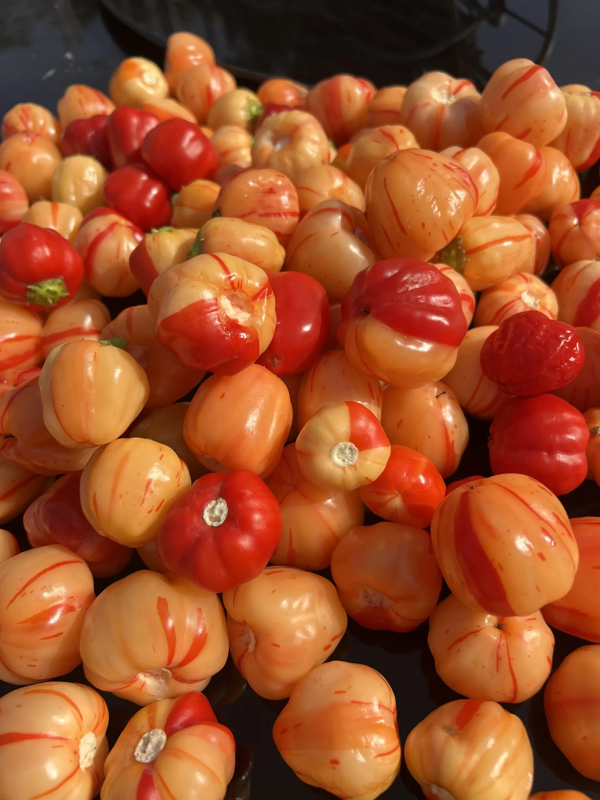 Peppa Peach Stripey Chilli Seeds - Image 5