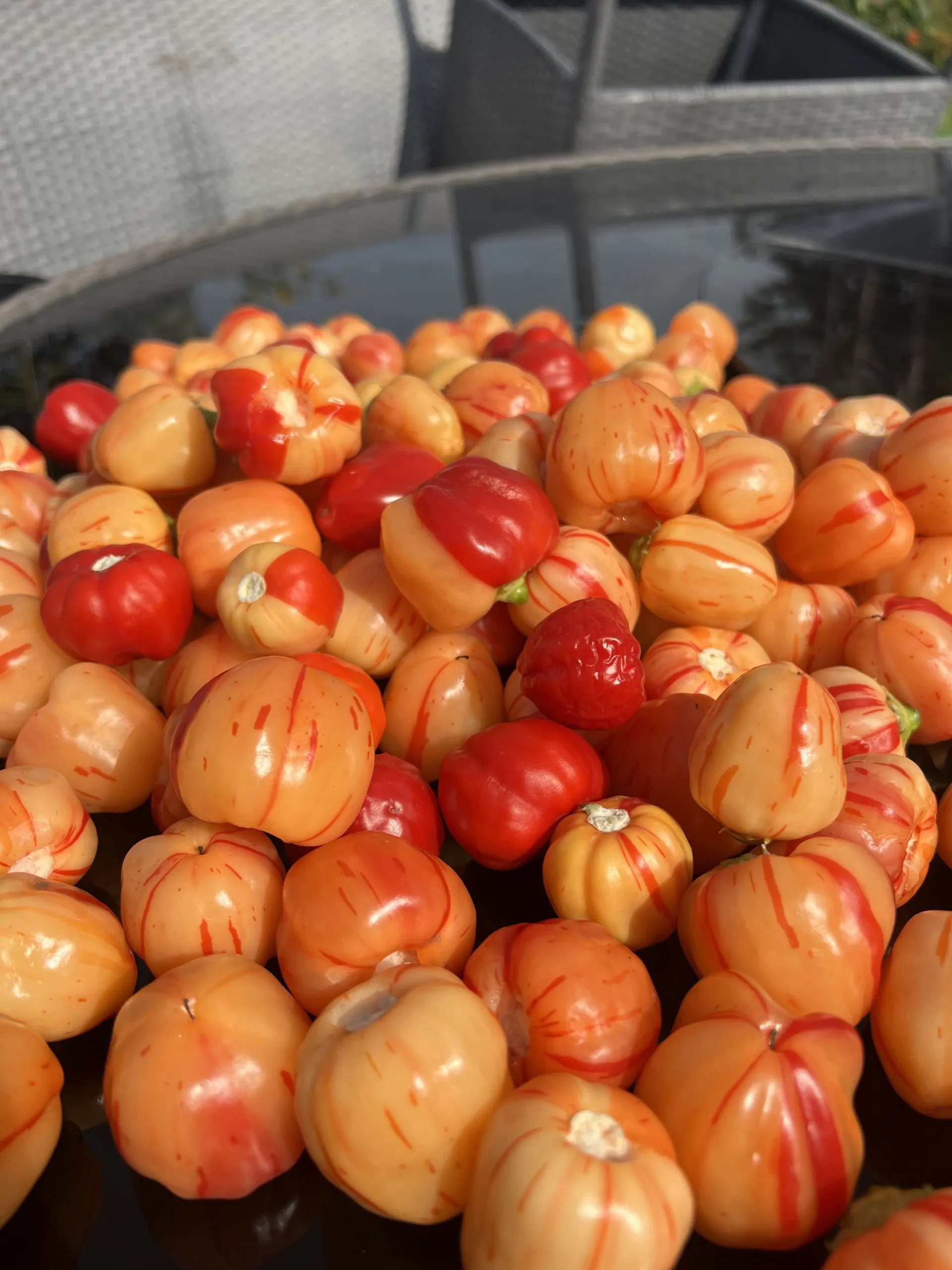 Peppa Peach Stripey Chilli Seeds - Image 3