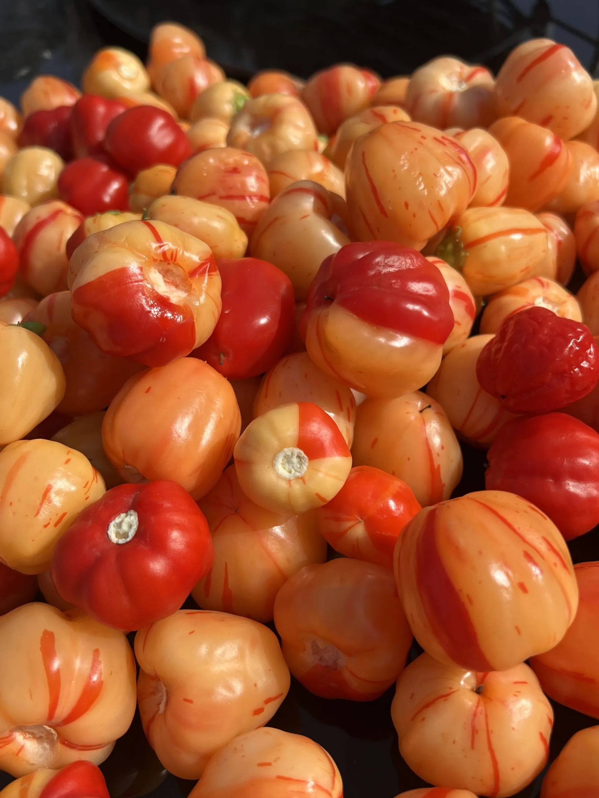 Peppa Peach Stripey Chilli Seeds - Image 7