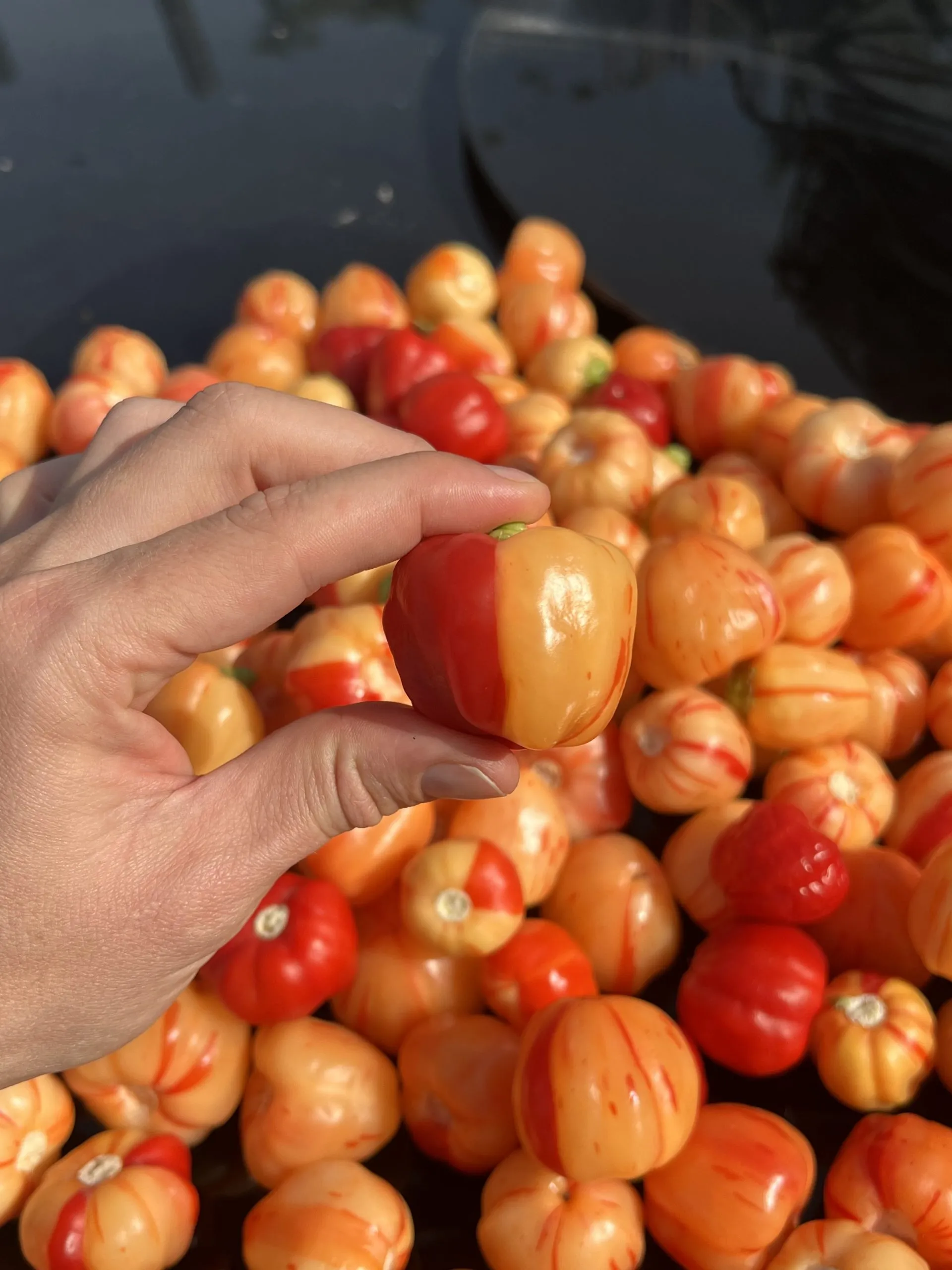 Peppa Peach Stripey Chilli Seeds - Image 8