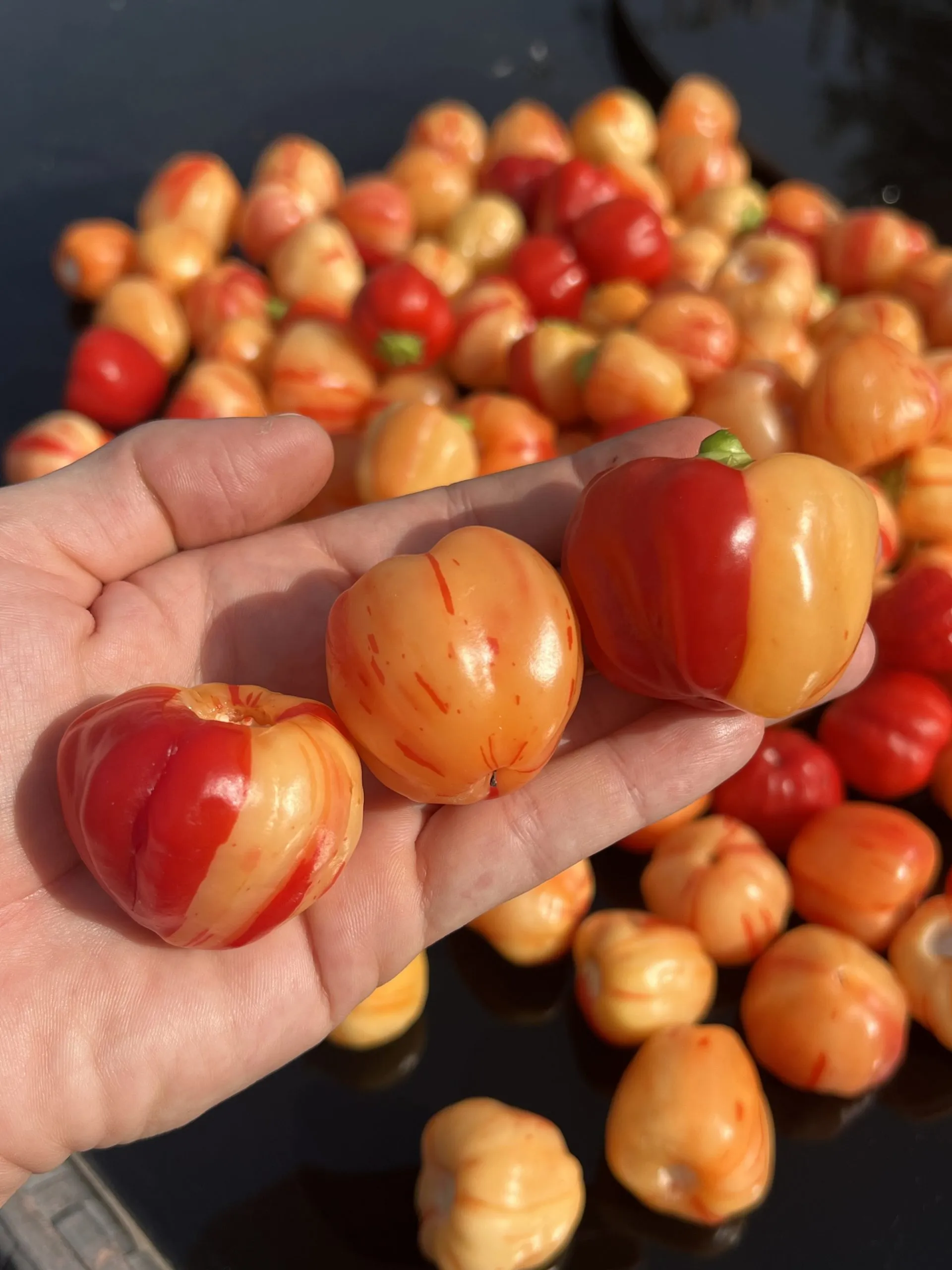 Peppa Peach Stripey Chilli Seeds - Image 10