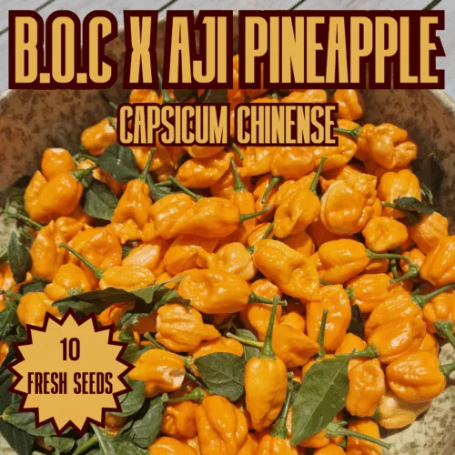 B.O.C x Aji Pineapple Chilli Seeds