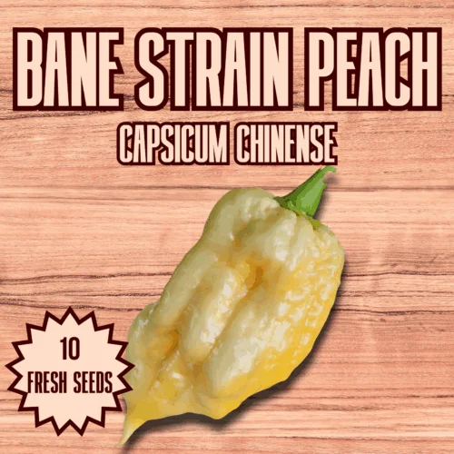 Bane Strain Peach Chilli Seeds