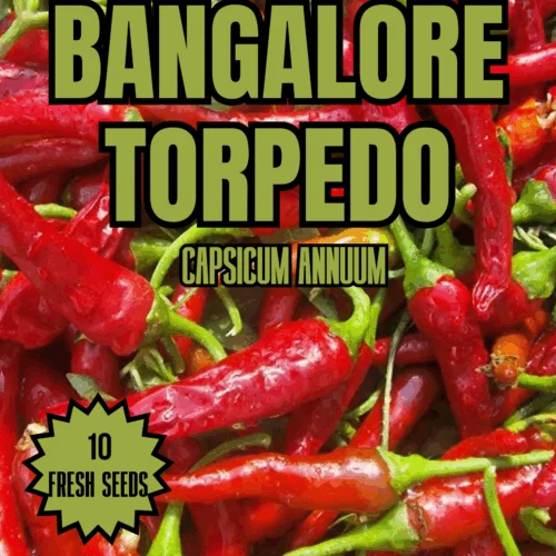 Bangalore Torpedo Chilli Seeds