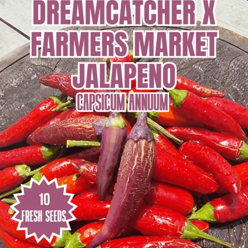 Dreamcatcher x Farmers market Jalapeno