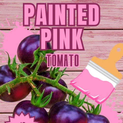 Painted Pink Tomato Seeds