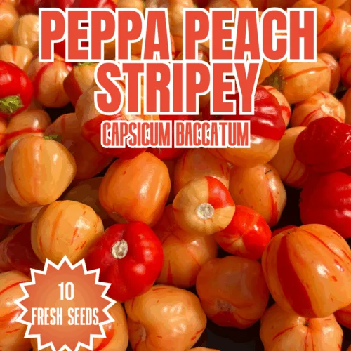 Peppa Peach Stripey Chilli Seeds