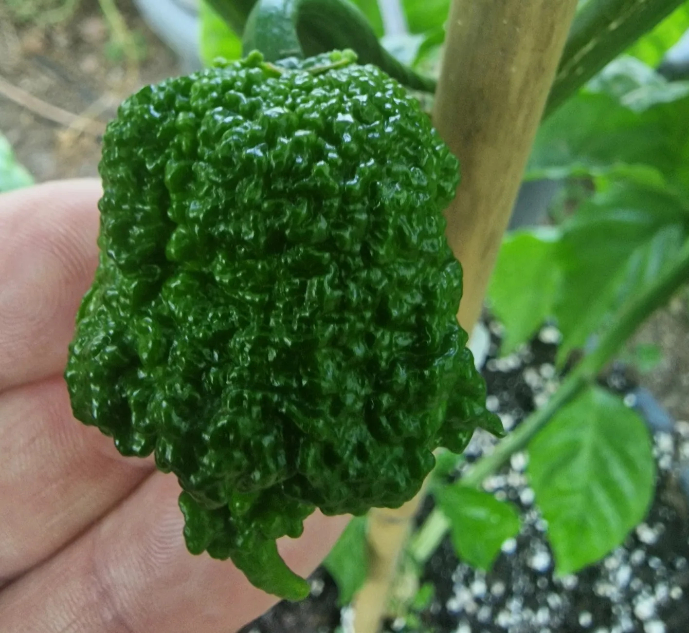 Ragnarok Chilli Seeds - Image 3