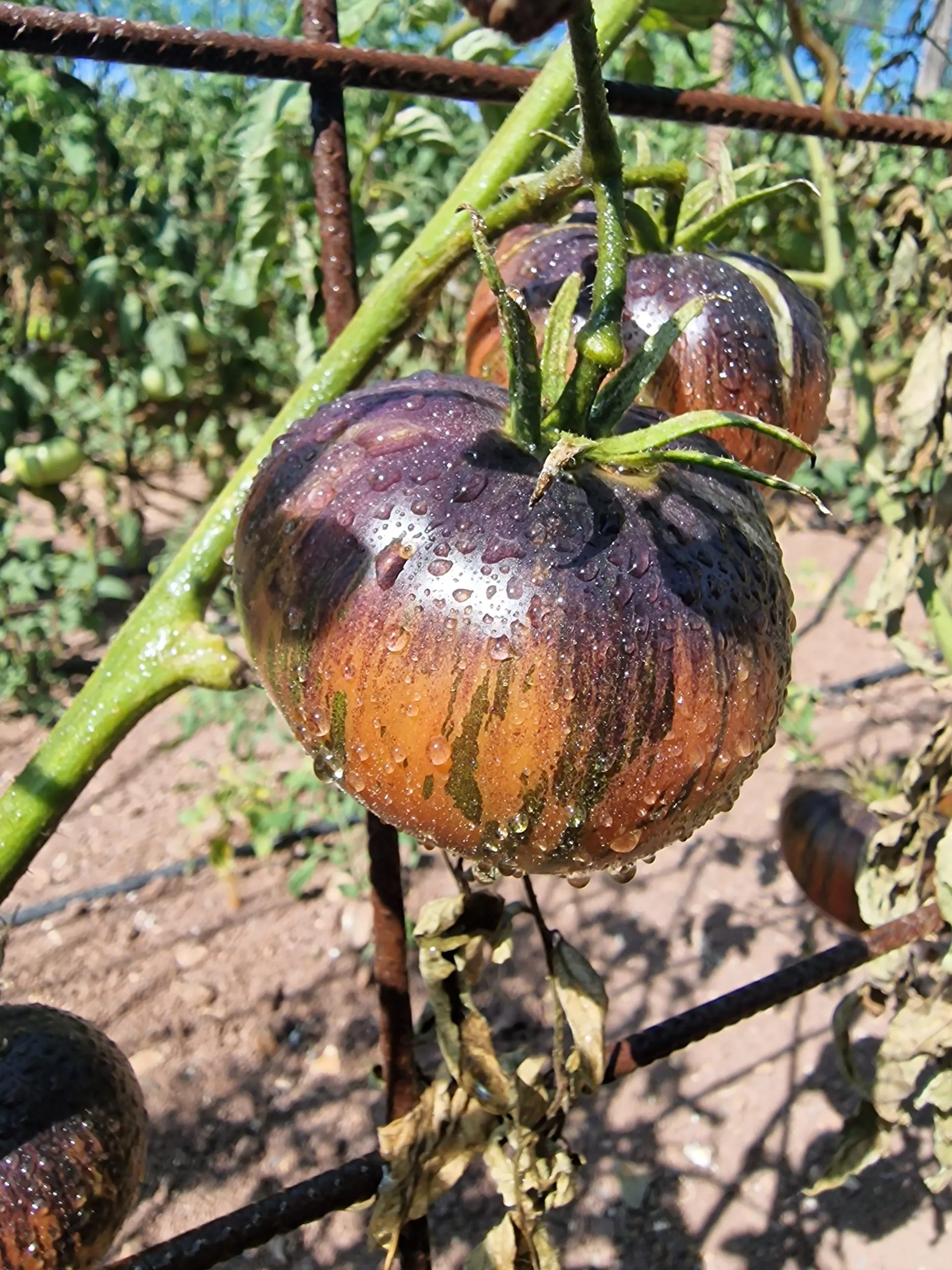 Marsha's Starfighter Tomato Seeds - Image 3
