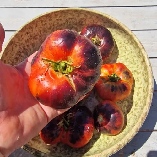 Siberian Pink Tiger Tomato Seeds