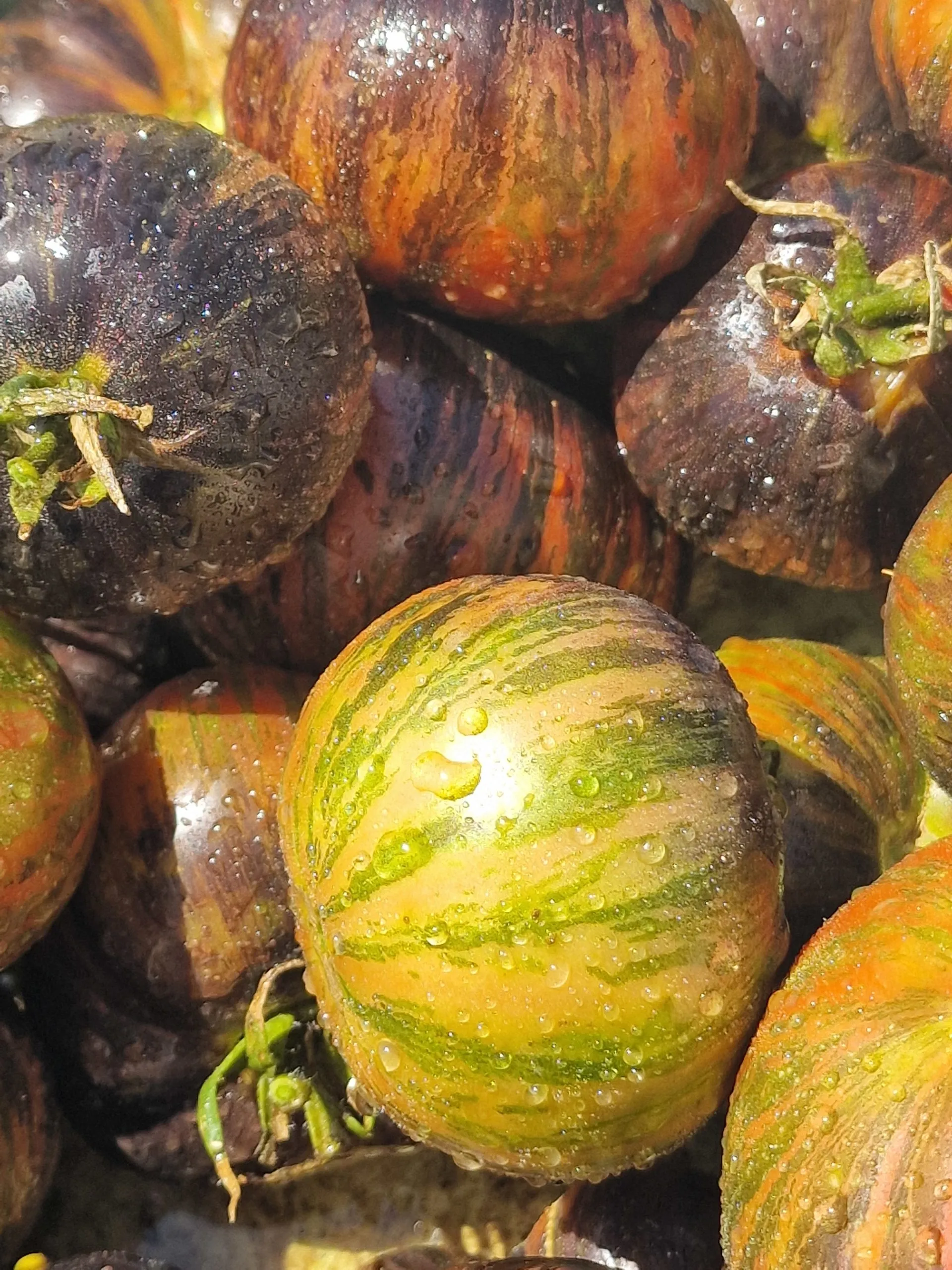 Marsha's Starfighter Tomato Seeds - Image 2