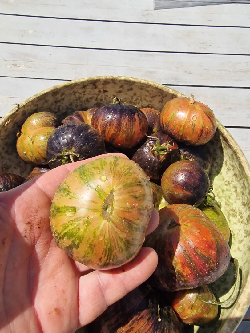 Marsha's Starfighter Tomato Seeds - Image 4