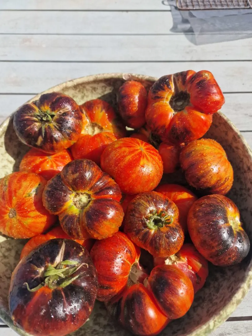 Red Beauty Tomato Seeds - Image 2