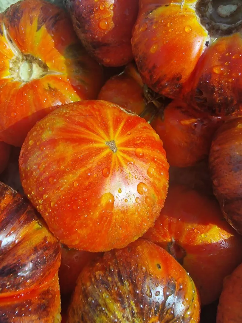 Red Beauty Tomato Seeds - Image 4