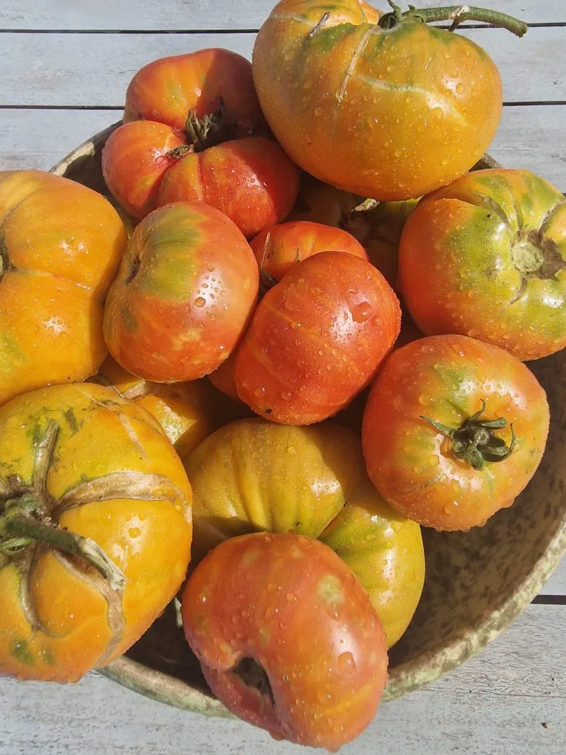 Mr Stripey Tomato Seeds - Image 2