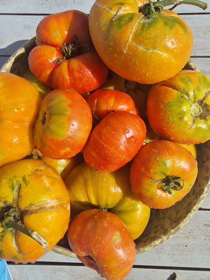 Mr Stripey Tomato Seeds - Image 3