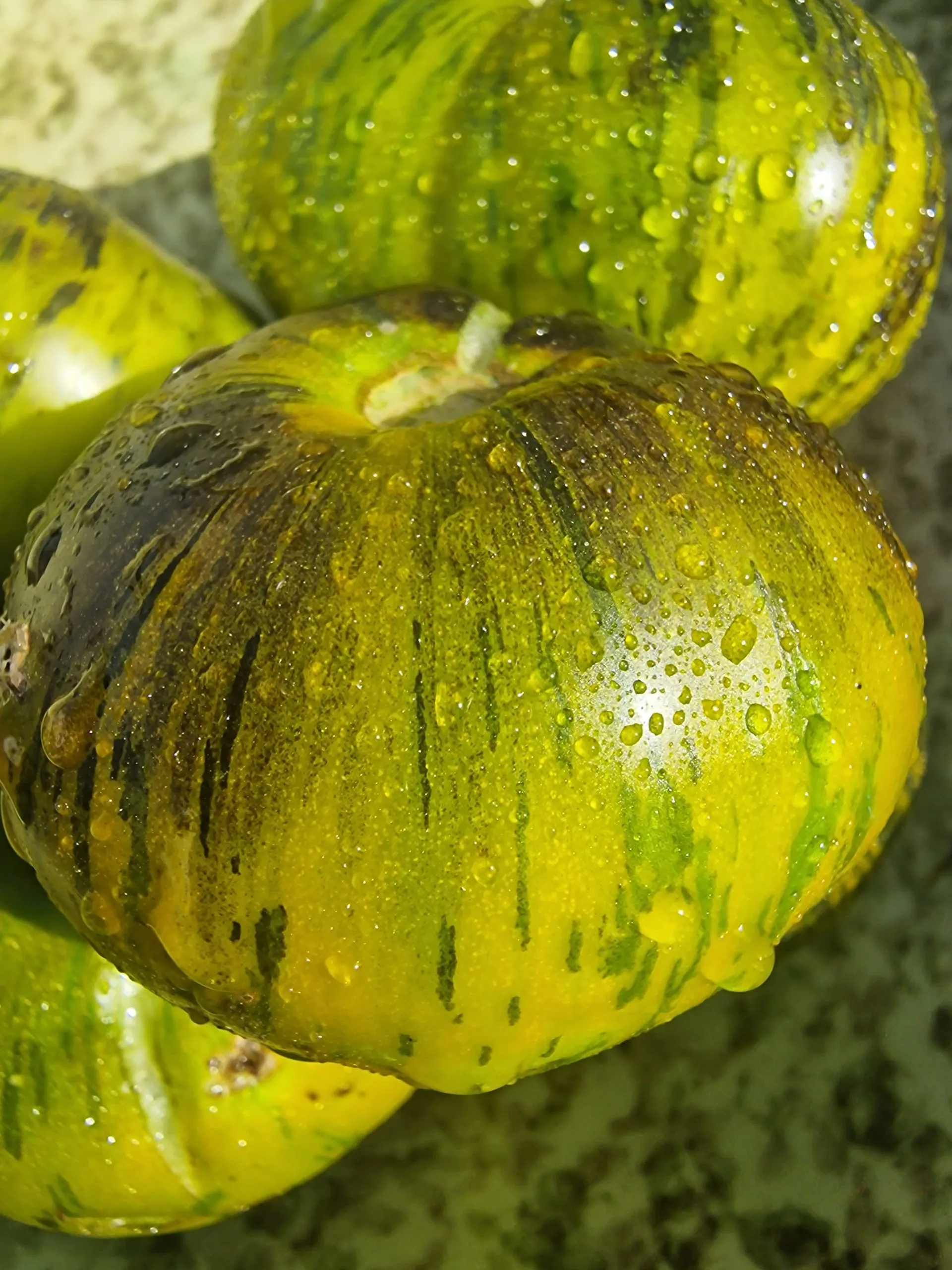 Xanadu Green Goddess Tomato Seeds - Image 2