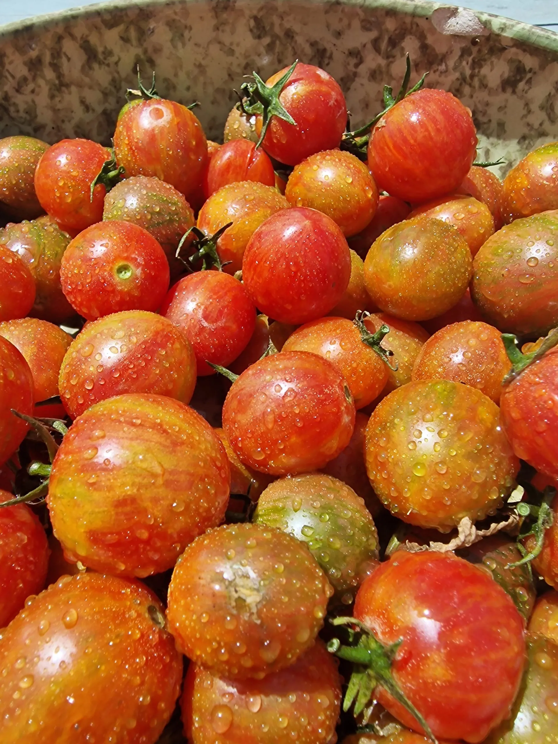 Artisan Pink BumbleBee Tomato Seeds - Image 4